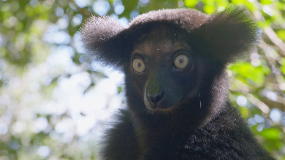 Dokument Madagaskar - najdziwniejsze gatunki