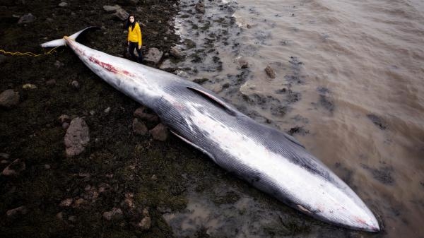 Co zabilo velrybu