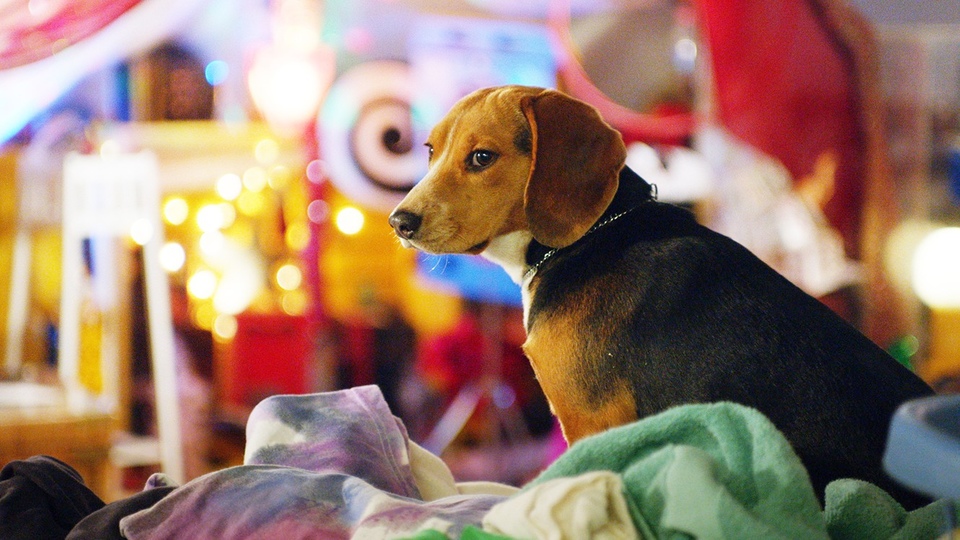Film Shelby: Pes, ktorý zachránil Vianoce