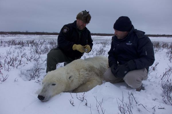 Arktičtí zachránci zvířat