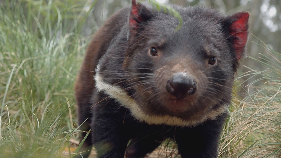 Documentary Tajný život tasmánských čertů