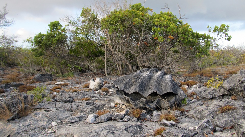 Documentary Aldabra: Byl jednou jeden ostrov