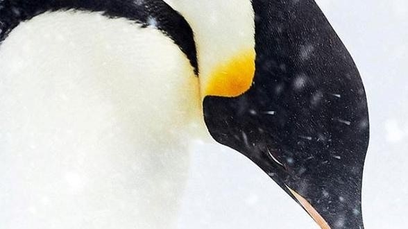 Dokument Putovanie tučniakov: Volanie oceánu