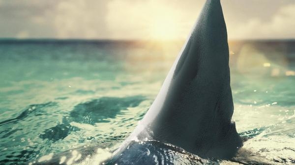 Atak rekina: okiem ekspertów