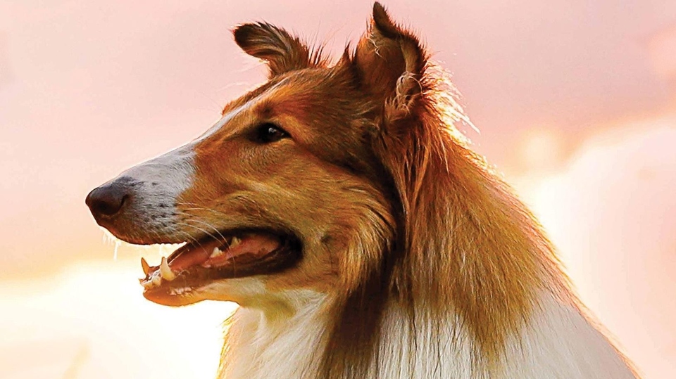 Film Lassie se vrací