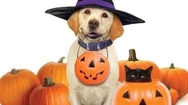 Film Pes, který zachránil Halloween