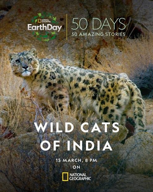 Dokument Indické divoké kočky