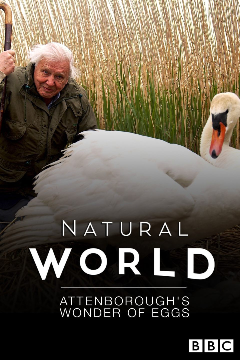 Dokument Vejce - zázrak přírody s Davidem Attenboroughem