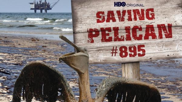 Záchrana pelikána č. 895