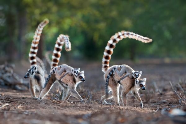 Zázraky divočiny: Madagaskar