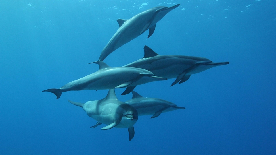 Dokumentarci Komunikace s delfíny