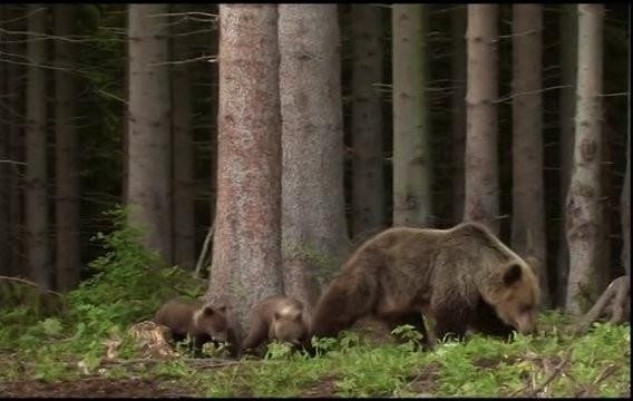 Documentary Medveď obdivovaný aj zatracovaný