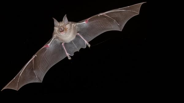 Neuvěřitelné schopnosti netopýrů
