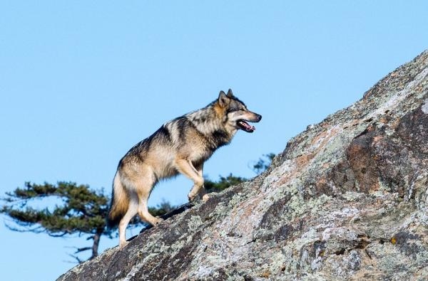 Takaya: Vlk samotář