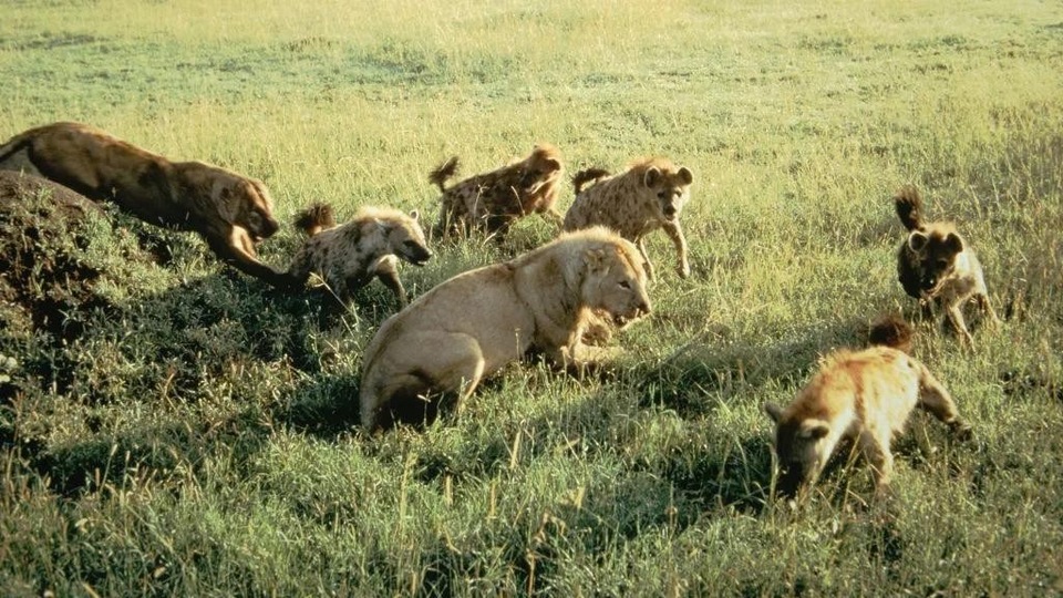 Dokumentarci Vječni neprijatelji: Lavovi i hijene