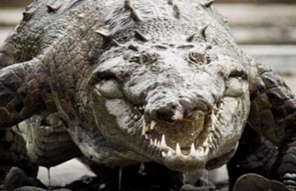 Invaze obřích krokodýlů