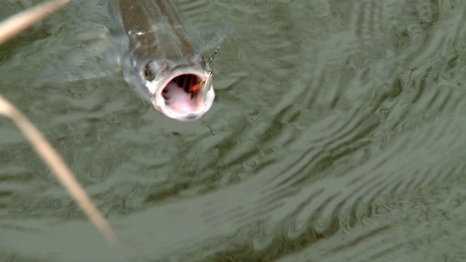 Documentary Rybolov bez hranic - Parmy a tloušti z dravé řeky
