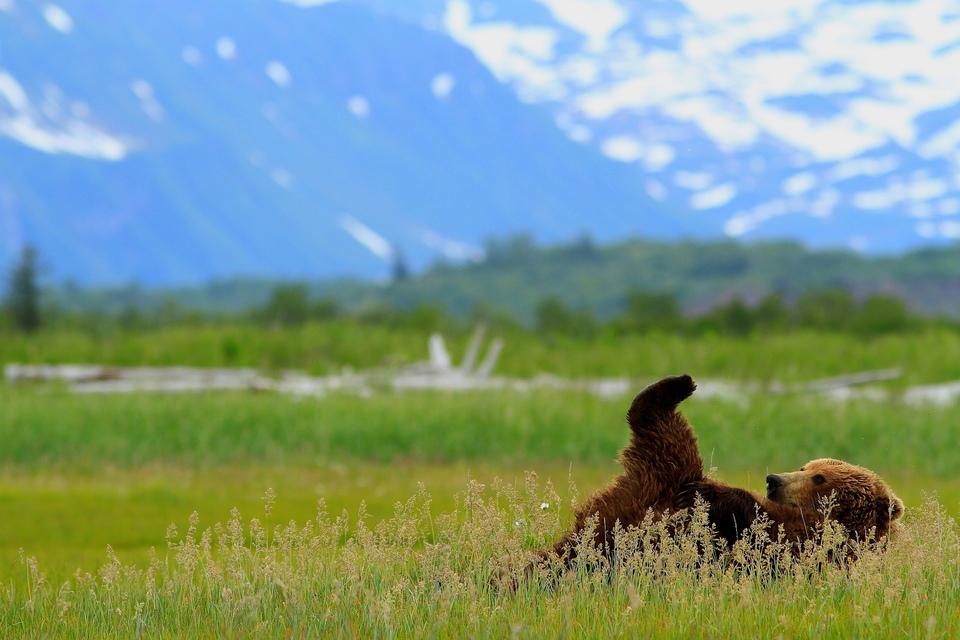 Documentary Medvědi grizzly na Aljašce