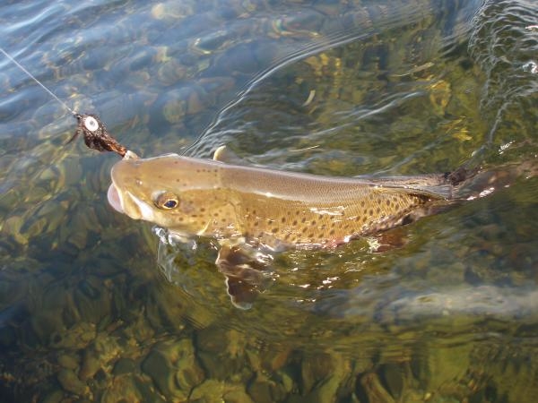 Hodula Fishing - Přívlač na řece Arno