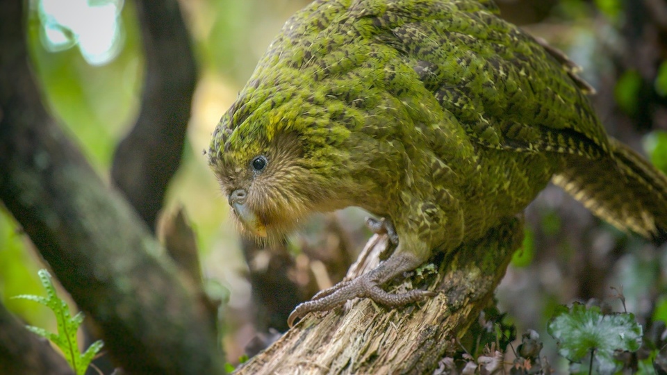 Dokument Novozélandské ohrožené druhy