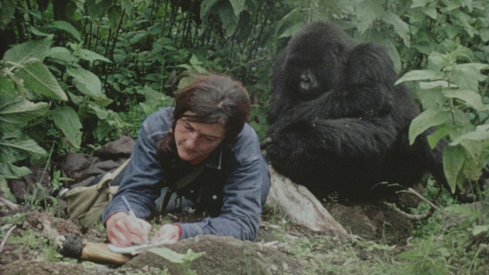 Dokumentarci Dian Fossey: Tajne u magli