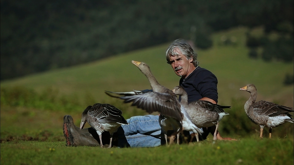 Documentary Migrující ptáci pohledem spoluletících kamer