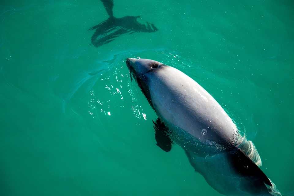 Documentary Delfíni jižních moří