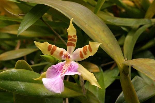 Král orchidejí