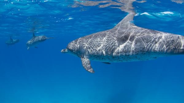 Žraloci proti delfínům