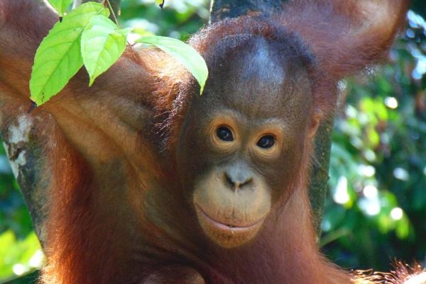 Jak se stát orangutanem