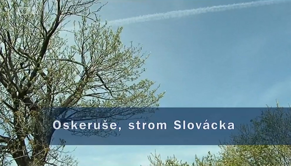 Dokument Oskeruše, strom Slovácka