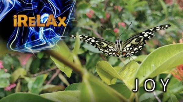 Joy - Krása motýlích křídel