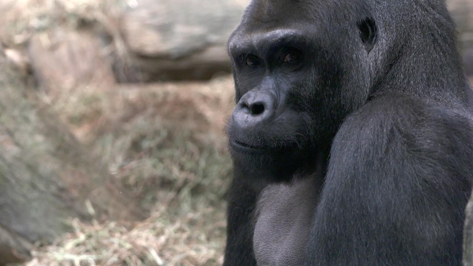 Dokumentarci Tajne zoološkog vrta: Majmuni