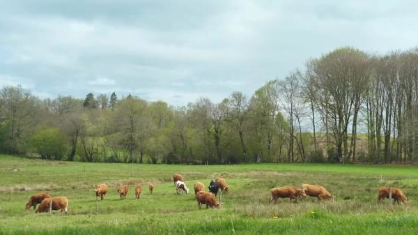 L'abattoir idéal, une histoire d'éleveurs