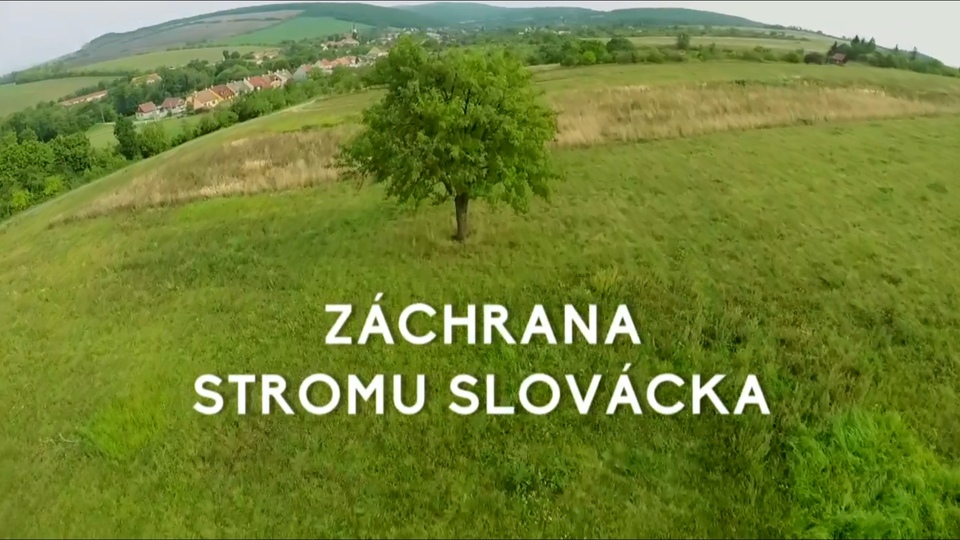 Dokument Záchrana stromu Slovácka