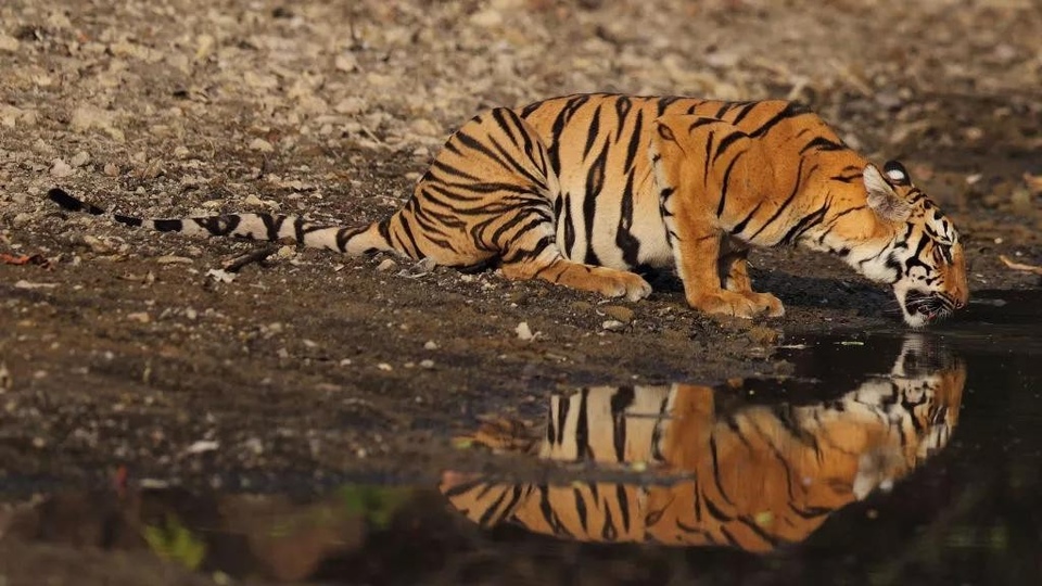 Dokumentarci Brojanje tigrova