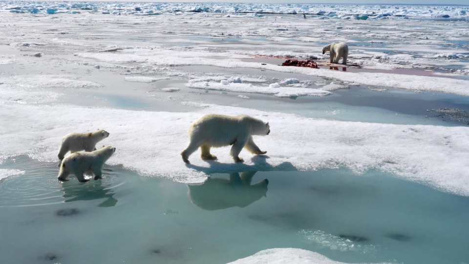 Dokumentarci Kraljevstvo polarnih medvjeda