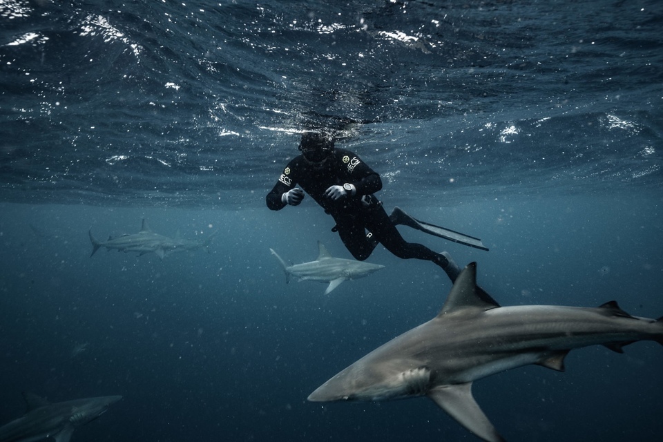 Documentary Hledání ztraceného žraloka