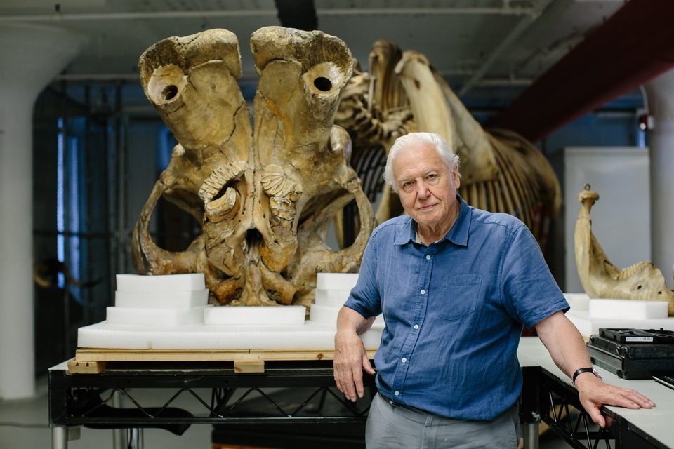 Documentary David Attenborough a legendární obří slon Jumbo