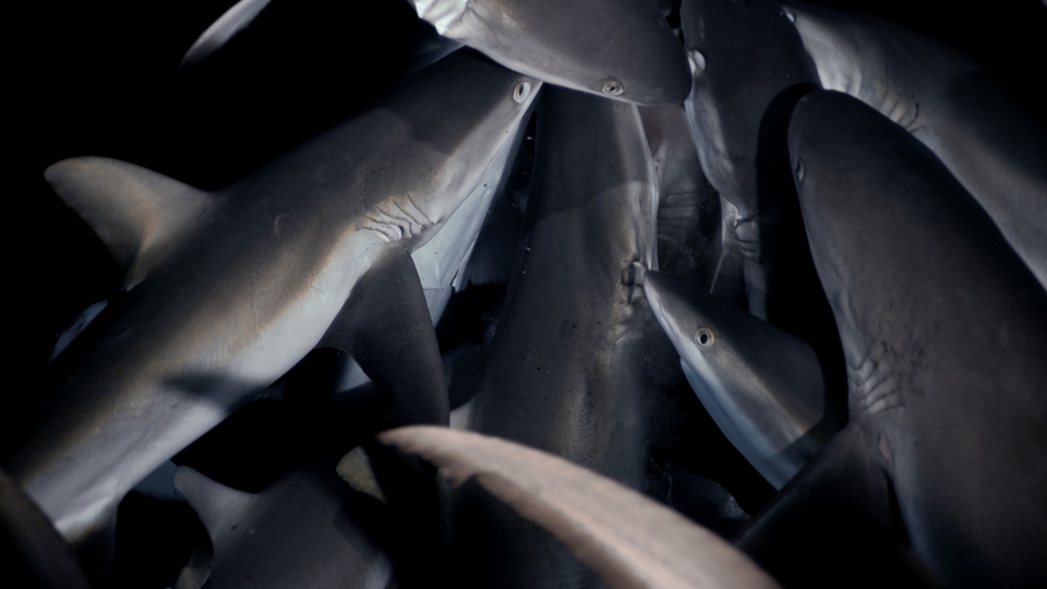 Dokumentarci 700 morskih pasa