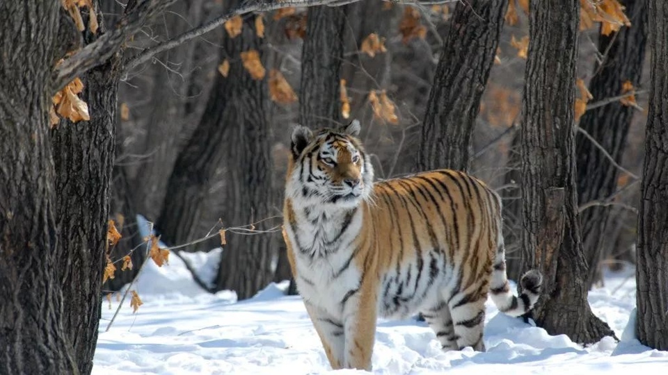 Dokumentarci Ruski divlji tigar