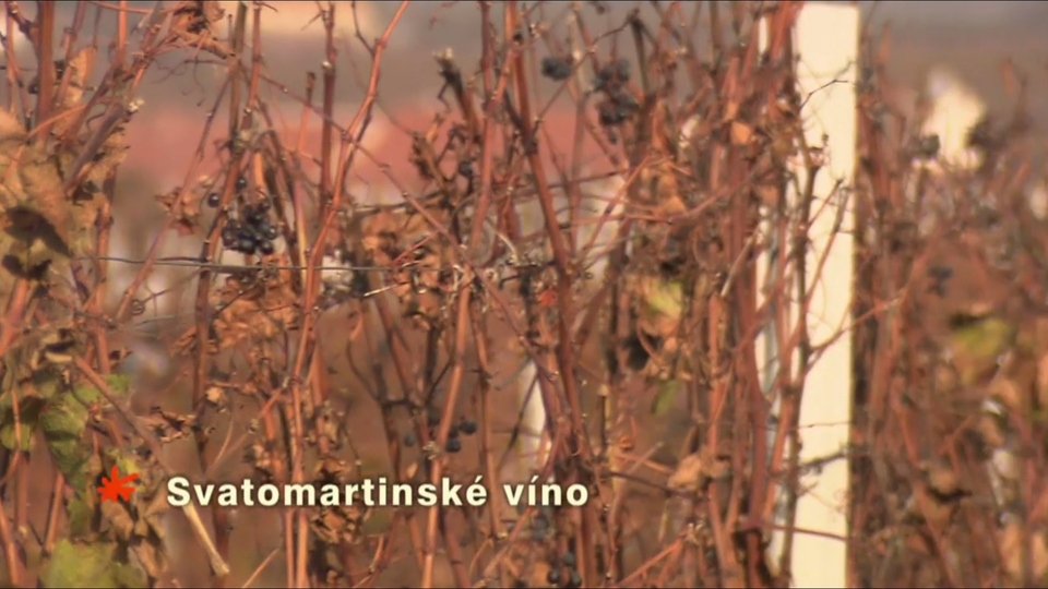 Dokument Svatomartinské víno
