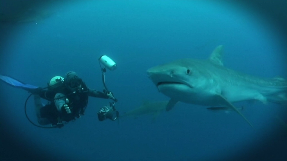 Dokumentarci Zvědavost žraloků
