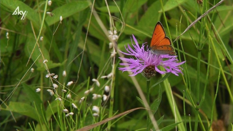 Documentary Krajina pro motýly