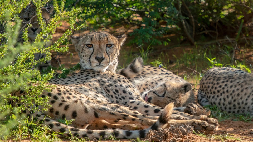 Dokumentarci Obitelj geparda i ja