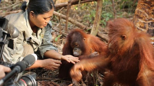Kako postati orangutan
