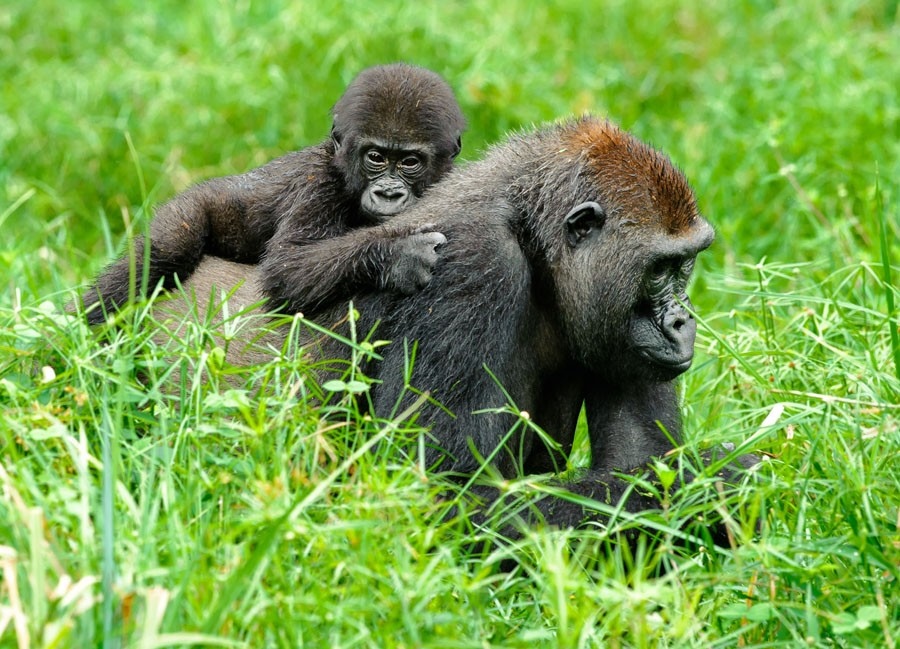 Dokument Gorily mezi Prahou a Afrikou