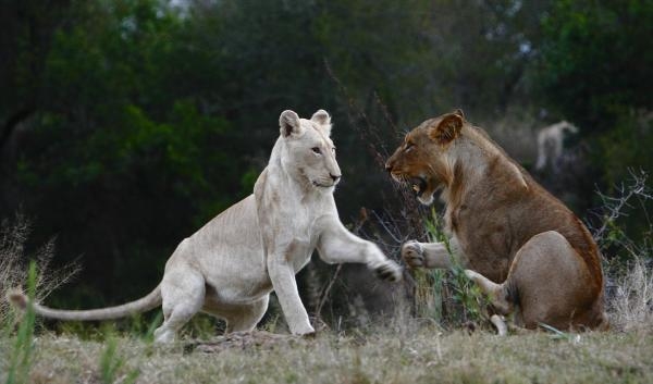 Bílí lvi - zrozeni v divočině