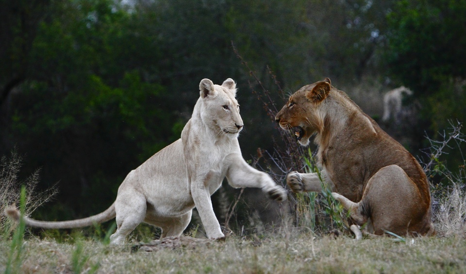 Dokument Bílí lvi - zrozeni v divočině