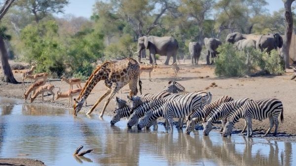 Pojilište - afrička životinjska oaza